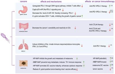 Effects and mechanisms of Helicobacter pylori on cancers development and immunotherapy